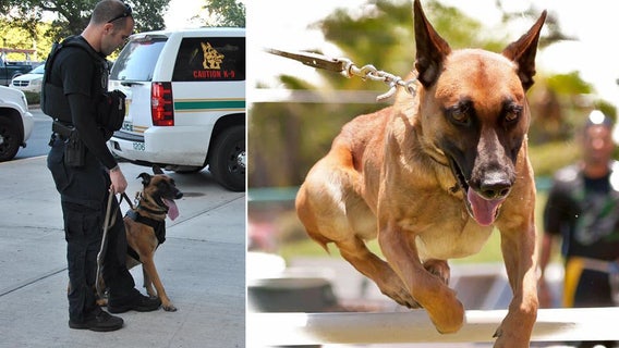 St. Pete's retired K9 'Justice' passes away after years of serving city