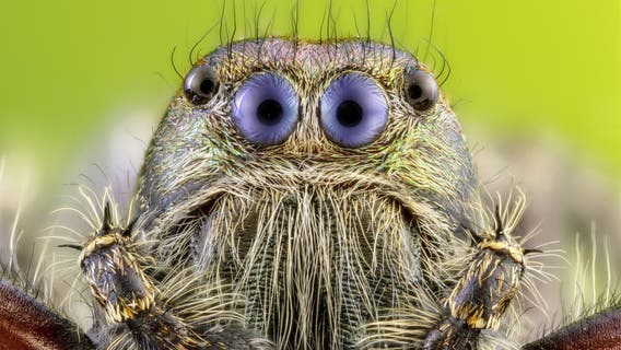 Tiny spider gets big close-up with photographer's camera