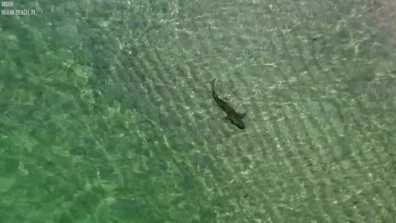 Sharks spotted swimming near beachgoers off Miami's South Beach
