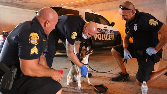 Clearwater police rescue dog left in hot car in beach parking garage