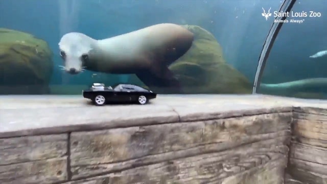 St. Louis Zoo seal lions can't stop chasing toy cars
