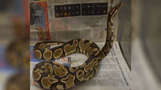 Hunter in Hawaii captures python; officials can't explain how it got on island