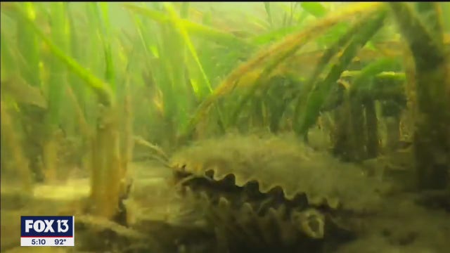 Governor approves protections for new 400,000-acre Nature Coast Aquatic Preserve