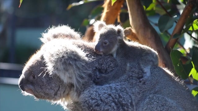 Australian reptile park introduces snuggly koala joey