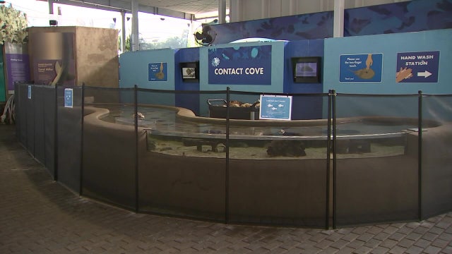 Mote Aquarium reopens with safety measures in place