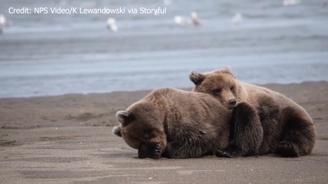 Sleepy bear cubs cuddle on Alaskan beach