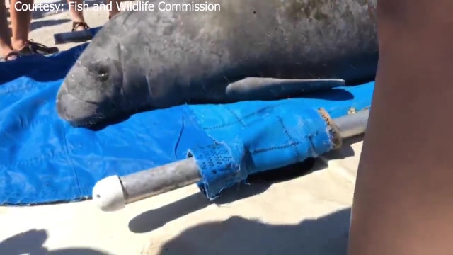 Pregnant manatee struck by boat, rehabilitated, released into Sarasota Bay with newborn calf
