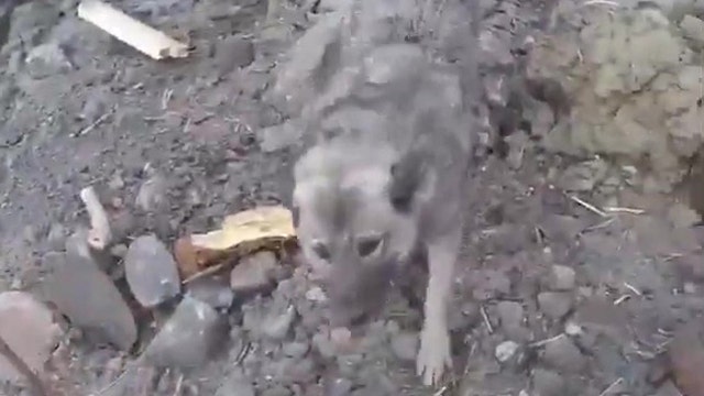 Dog rescued by helicopter after surviving landslide in Norway