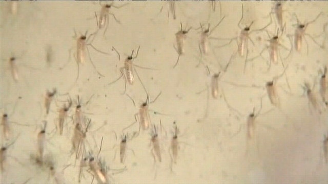 Hillsborough Mosquito Control ramping up efforts this summer, giving away mosquito-eating fish to residents