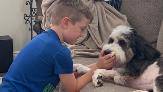 Community helps return Tampa family's wayward therapy dog