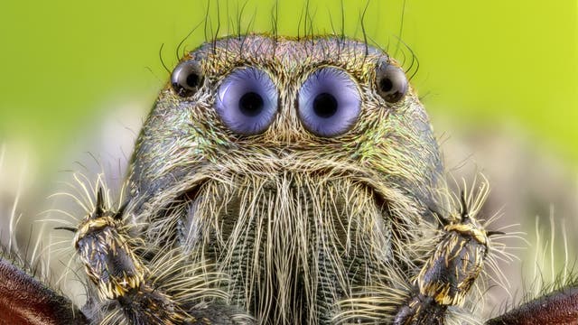 Tiny spider gets big close-up with photographer's camera