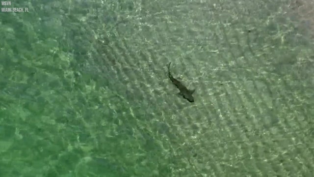 Sharks spotted swimming near beachgoers off Miami's South Beach