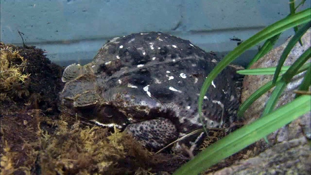 Giant toxic toads come out after heavy rain in South Florida