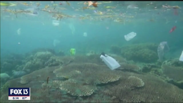 Despite progress in Tampa Bay, microfiber pollution devastating sea life worldwide