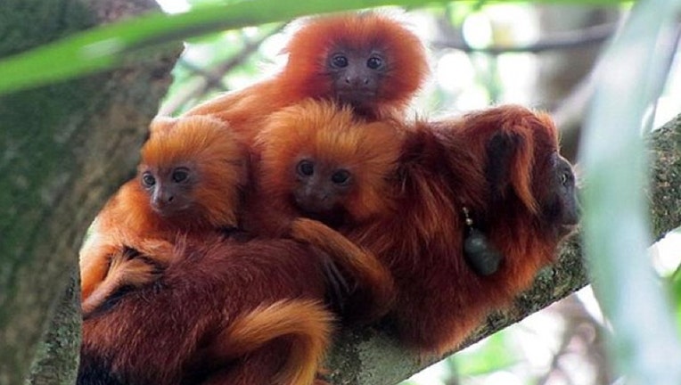 Golden-Lion-Tamarind-Triplets