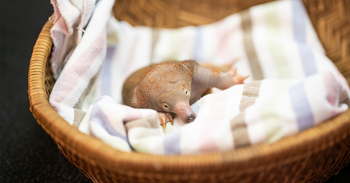 echidna.jpg?ve=1&tl=1