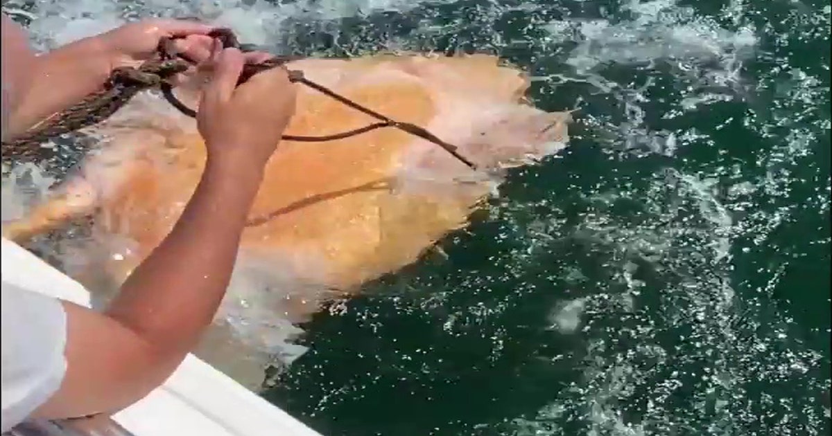 Family rescues sea turtle tangled in crab trap rope in Tampa Bay | FOX ...