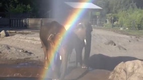 Elephant pals play together under rainbow at Oregon Zoo