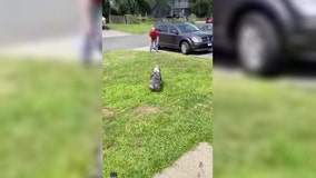 Dog can’t contain excitement when owner returns from 7-month US Navy deployment