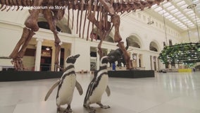 Penguins visit Chicago Natural History Museum ahead of reopening
