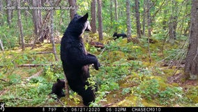 Trail camera captures footage of black bear and cubs 'scent marking' in Maine woods