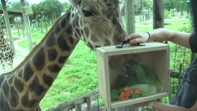 ZooTampa offers sneak peek at what goes into feeding more than 1,000 animals a day