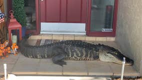 'Alligator at front door! Seriously': 8-foot alligator missing limbs found outside Florida home