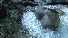 Otters chill out in ice cube bath at Oregon Zoo