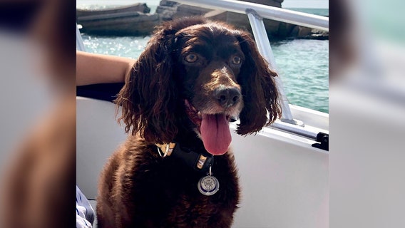 Family hopes someone finds dog floating in Tampa Bay after falling off boat near Bahia Beach Reef