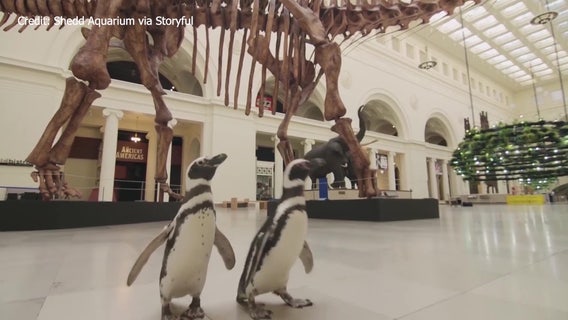 Penguins visit Chicago Natural History Museum ahead of reopening