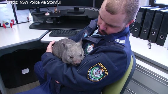 New 'recruit' wombat wombles around Australian police station office