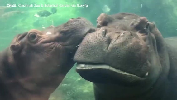 Cincinnati Zoo's Fiona, Bibi 'kiss crash' under water in adorable display of affection