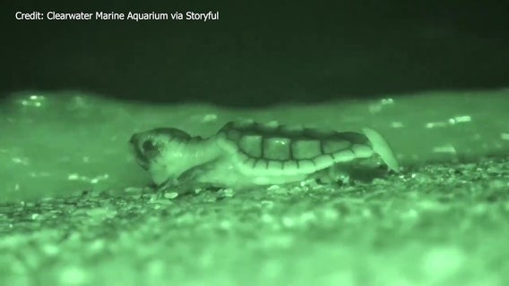 Clearwater Marine Aquarium releases sea turtle hatchlings found in storm drain back into the Gulf