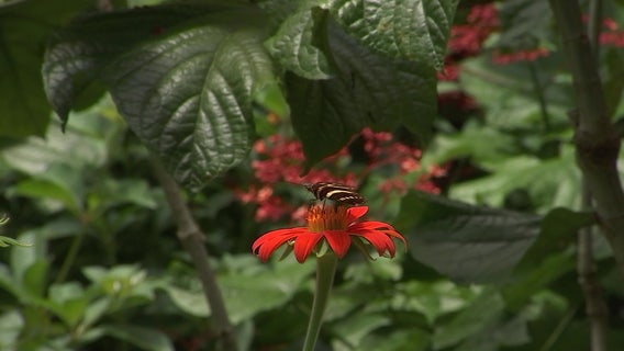 Travel back in time at Hillsborough County’s smallest conservation park