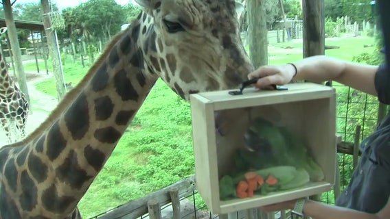 ZooTampa offers sneak peek at what goes into feeding more than 1,000 animals a day