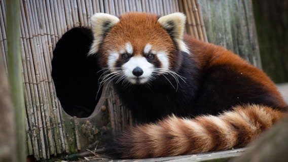 Columbus Zoo searching for missing red panda, a recent mother of two cubs