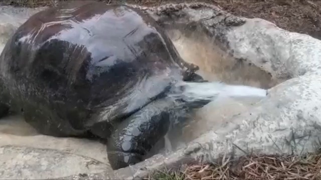 San Antonio Zoo's tortoise beats the heat amid record temperatures