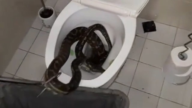 Snaking the drain? 8-foot python removed from toilet