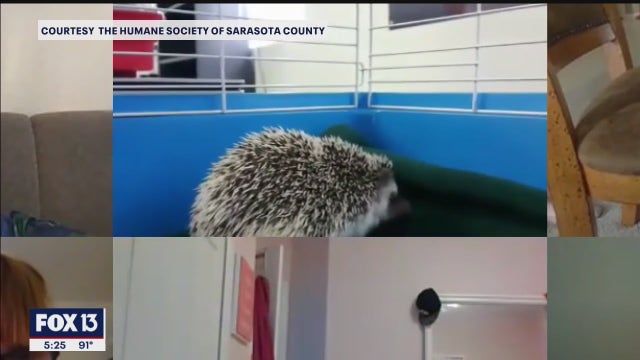 Sarasota Humane Society holds virtual summer camps