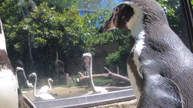Penguins take stroll with flamingos through Oregon Zoo