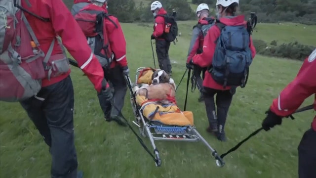 'Daisy,' the 121-pound Saint Bernard, rescued from mountain in England