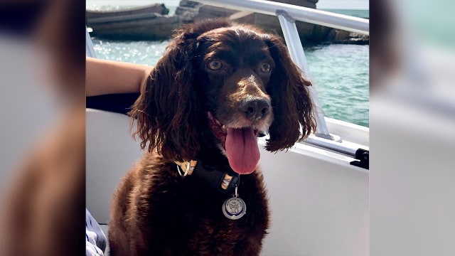 Family hopes someone finds dog floating in Tampa Bay after falling off boat near Bahia Beach Reef