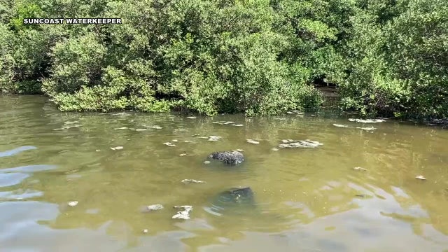 Wastewater spill may have long-term impact on Sarasota Bay