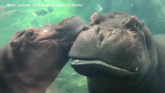 Cincinnati Zoo's Fiona, Bibi 'kiss crash' under water in adorable display of affection