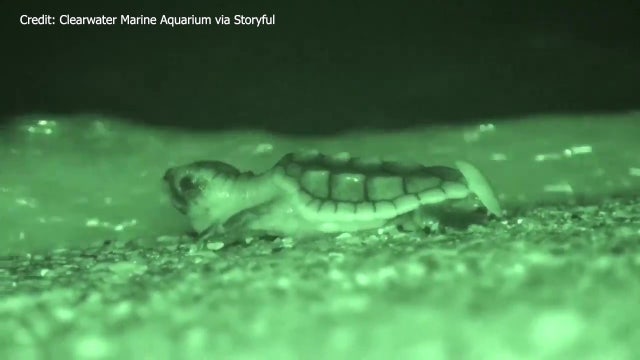 Clearwater Marine Aquarium releases sea turtle hatchlings found in storm drain back into the Gulf