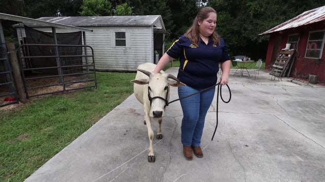 Land O’Lakes High School phasing out agriculture program FFA
