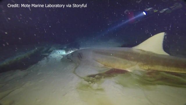 Mote Marine scientists explore depths of 'blue hole' in dive off Sarasota coast