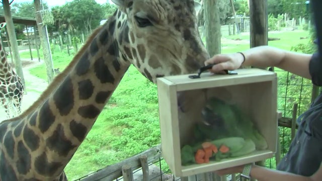 ZooTampa offers sneak peek at what goes into feeding more than 1,000 animals a day