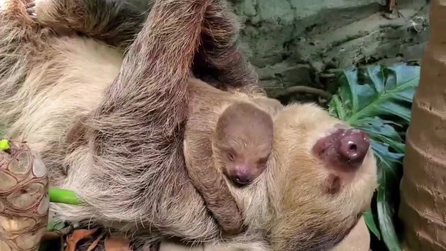 Baby sloth snuggles with mom at Rhode Island zoo