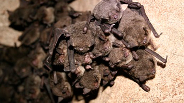 Rabid bat bites Carrollwood woman